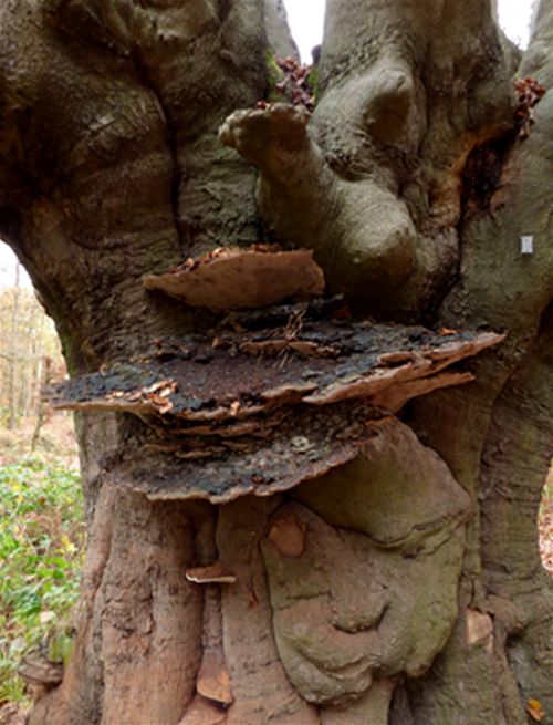Massive brackets beneath lapsed pollard heads on a veteran beech at Epping Forest, Essex